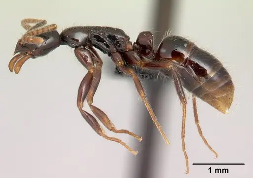 Leptogenys alamando specimen CASENT0034620 image casent0034620_3