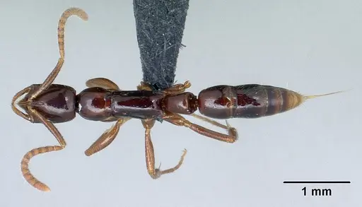 Leptogenys alamando specimen CASENT0034626 image casent0034626_1