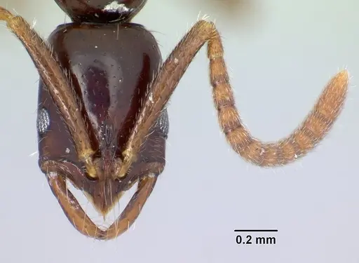 Leptogenys alamando specimen CASENT0034626 image casent0034626_2
