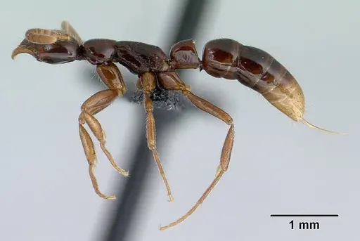 Leptogenys alamando specimen CASENT0034626 image casent0034626_3