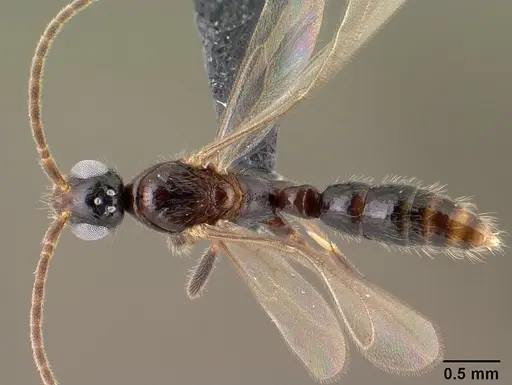 Leptogenys alamando specimen CASENT0138603 image casent0138603_1