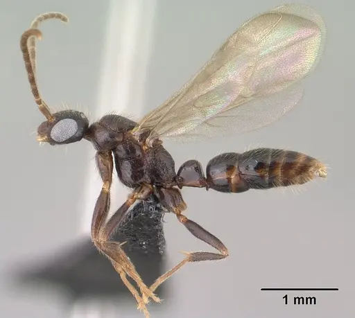 Leptogenys alamando specimen CASENT0138603 image casent0138603_3