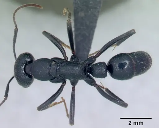 Leptogenys alluaudi specimen CASENT0054724 image casent0054724_1