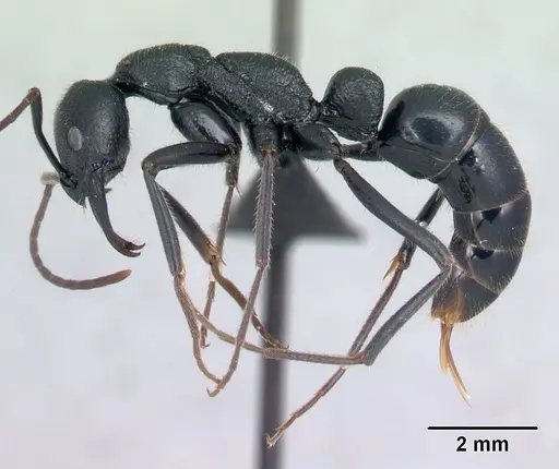 Leptogenys alluaudi specimen CASENT0054724 image casent0054724_3