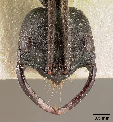 Leptogenys alluaudi specimen CASENT0101131 image casent0101131_2
