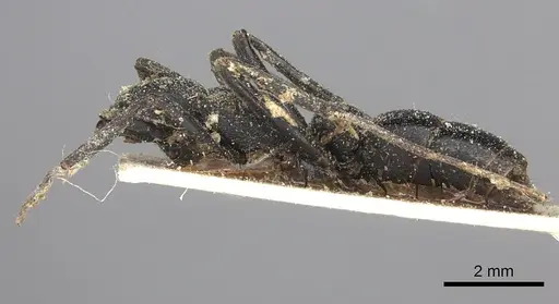 Leptogenys alluaudi specimen CASENT0260384 image casent0260384_2