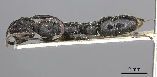 Leptogenys alluaudi specimen CASENT0260385 image casent0260385_1