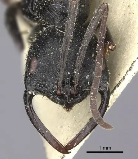 Leptogenys alluaudi specimen CASENT0260385 image casent0260385_2