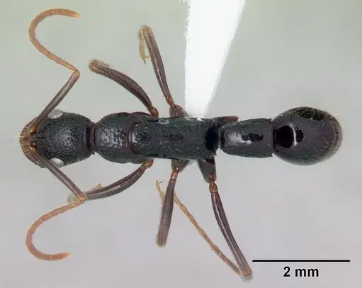 Leptogenys ambo specimen CASENT0175328 image casent0175328_1