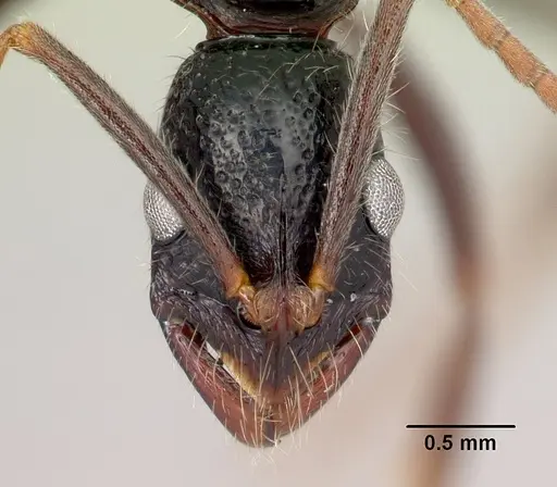 Leptogenys ambo specimen CASENT0175328 image casent0175328_2