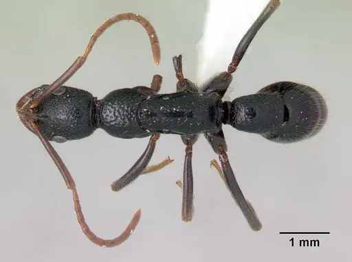 Leptogenys ambo specimen CASENT0175361 image casent0175361_1