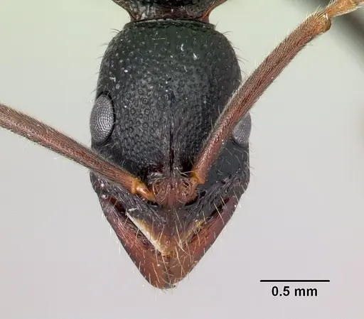 Leptogenys ambo specimen CASENT0175361 image casent0175361_2