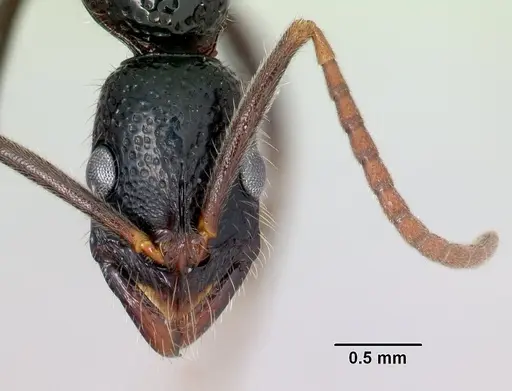 Leptogenys ambo specimen CASENT0499742 image casent0499742_2