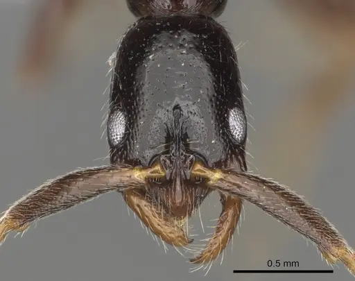 Leptogenys amon specimen CASENT0317004 image casent0317004_2