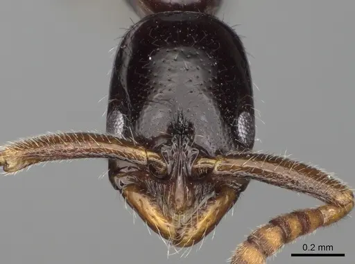 Leptogenys amon specimen CASENT0317012 image casent0317012_2