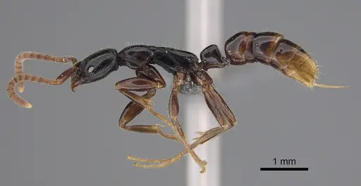 Leptogenys amon specimen CASENT0815023 image casent0815023_1