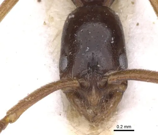 Leptogenys amon specimen CASENT0902586 image casent0902586_2