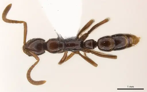 Leptogenys amu specimen CASENT0217024 image casent0217024_1