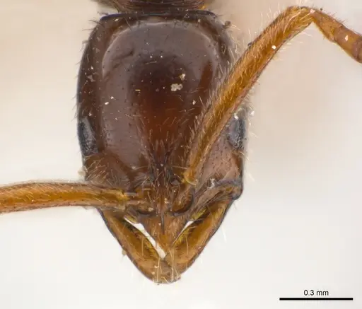Leptogenys amu specimen CASENT0217024 image casent0217024_2