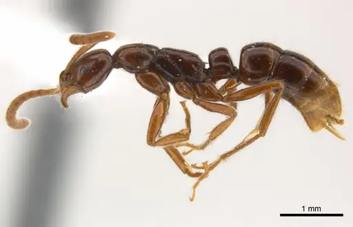 Leptogenys amu specimen CASENT0217024 image casent0217024_3