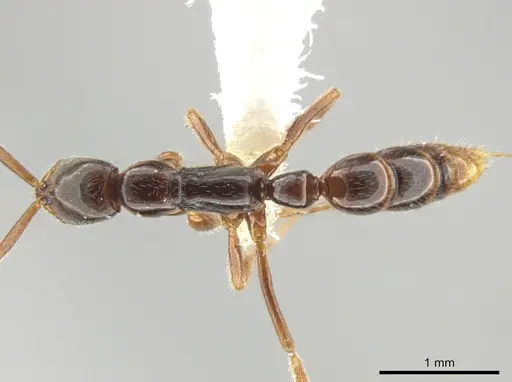 Leptogenys amu specimen CASENT0646058 image casent0646058_1