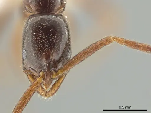 Leptogenys amu specimen CASENT0646058 image casent0646058_2