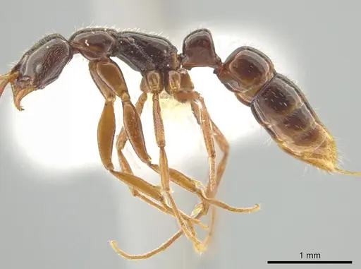 Leptogenys amu specimen CASENT0646058 image casent0646058_3
