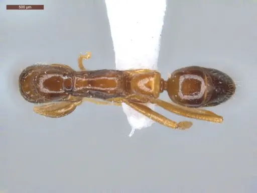 Leptogenys amu specimen ECOFOG-SGR-IN1W14-04 image ecofog-sgr-in1w14-04_1