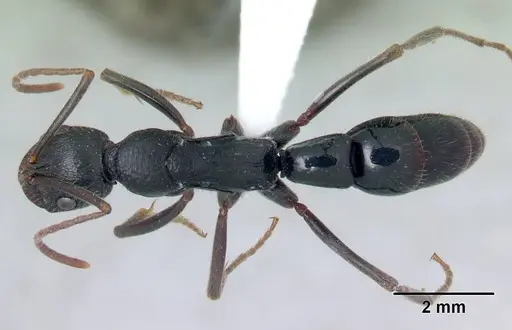 Leptogenys andritantely specimen CASENT0175412 image casent0175412_1