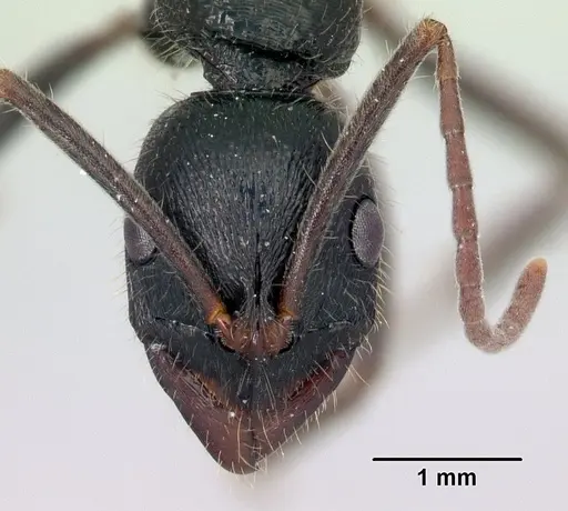 Leptogenys andritantely specimen CASENT0175412 image casent0175412_2