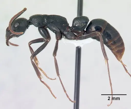 Leptogenys andritantely specimen CASENT0175412 image casent0175412_3