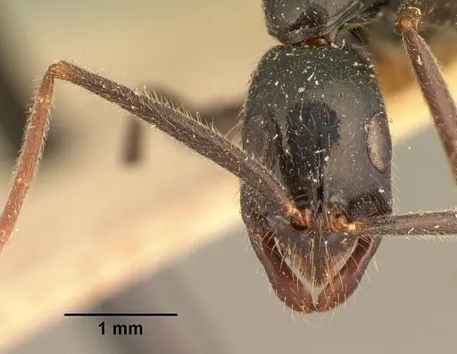Leptogenys angusta specimen CASENT0101798 image casent0101798_2