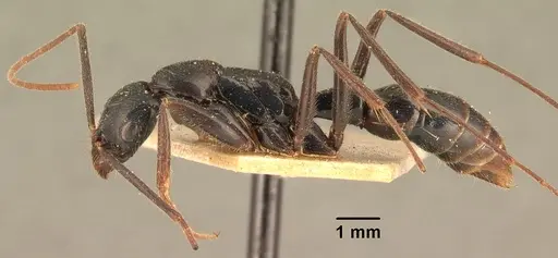 Leptogenys angusta specimen CASENT0101798 image casent0101798_3