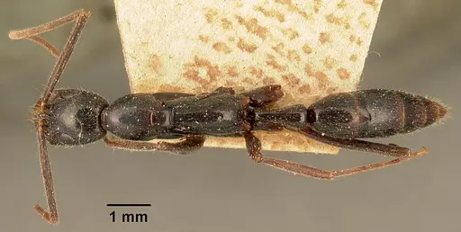 Leptogenys angusta specimen CASENT0101972 image casent0101972_1