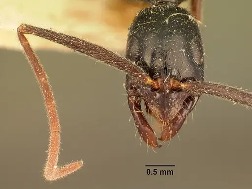 Leptogenys angusta specimen CASENT0101972 image casent0101972_2