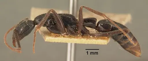 Leptogenys angusta specimen CASENT0101972 image casent0101972_3