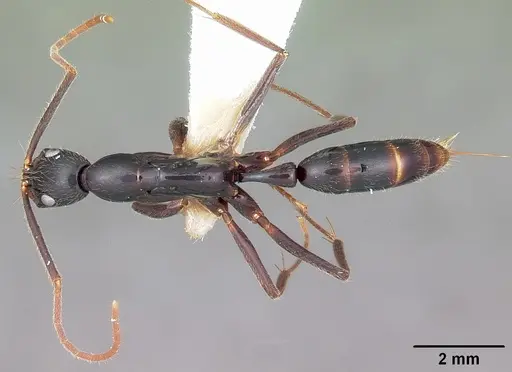 Leptogenys angusta specimen CASENT0102991 image casent0102991_1