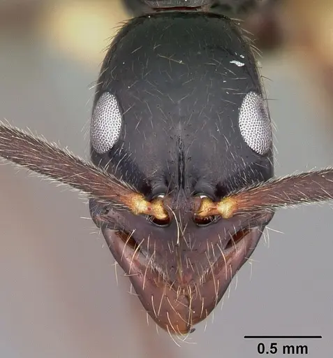 Leptogenys angusta specimen CASENT0102991 image casent0102991_2