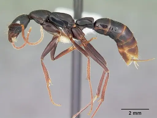 Leptogenys angusta specimen CASENT0102991 image casent0102991_3