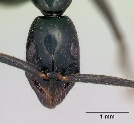 Leptogenys angusta specimen CASENT0107464 image casent0107464_2