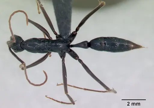 Leptogenys angusta specimen CASENT0134131 image casent0134131_1