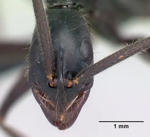 Leptogenys angusta specimen CASENT0134131 image casent0134131_2