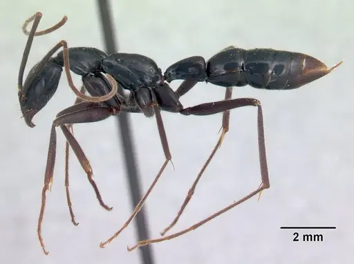 Leptogenys angusta specimen CASENT0134131 image casent0134131_3