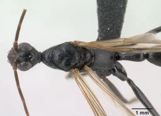 Leptogenys angusta specimen CASENT0135858 image casent0135858_1