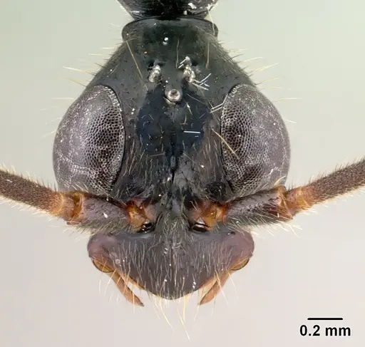 Leptogenys angusta specimen CASENT0135858 image casent0135858_2