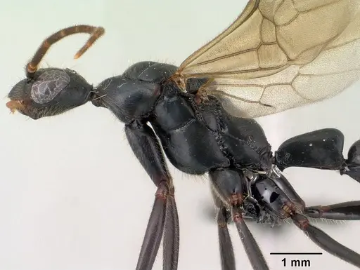 Leptogenys angusta specimen CASENT0135858 image casent0135858_3