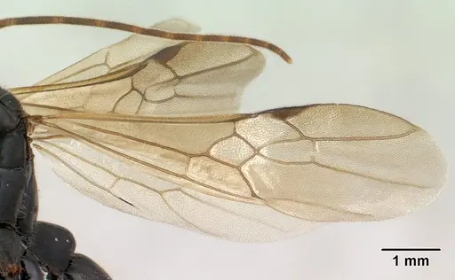 Leptogenys angusta specimen CASENT0135858 image casent0135858_4