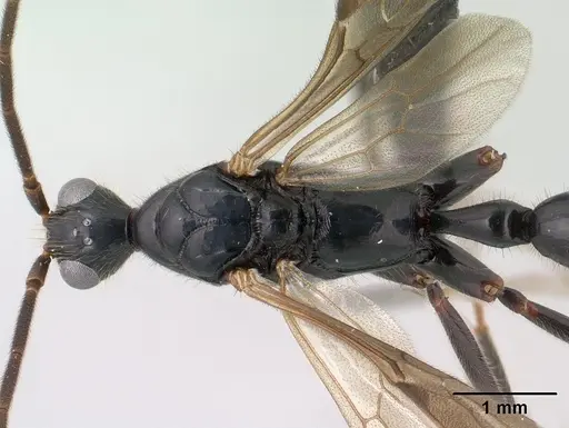 Leptogenys angusta specimen CASENT0138575 image casent0138575_1