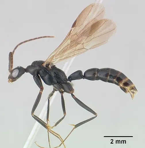 Leptogenys angusta specimen CASENT0138575 image casent0138575_3