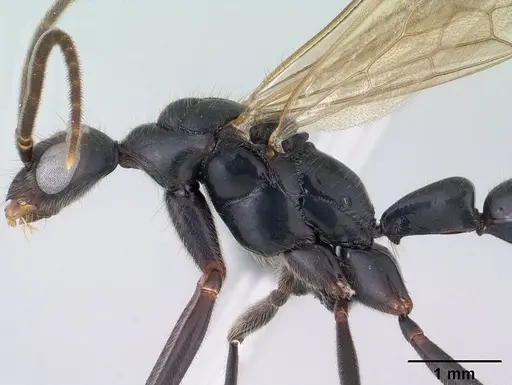 Leptogenys angusta specimen CASENT0138575 image casent0138575_4